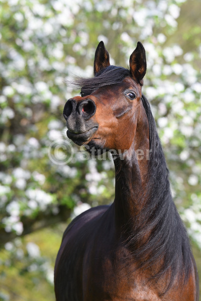 Sabine Stuewer Tierfoto -  ID179718 keywords for this image: portrait format, thoroughbred, portrait, spring, blossom, neighing, single, dark brown, mare, Purebred Arabian, Horses, long mane
