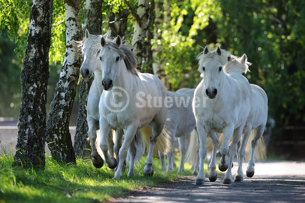 Sabine Stuewer Tierfoto -  ID382466 keywords for this image: horizontal, pony, movement, back light, spring, tree, group, grey horse, mare, Connemara, Horses
