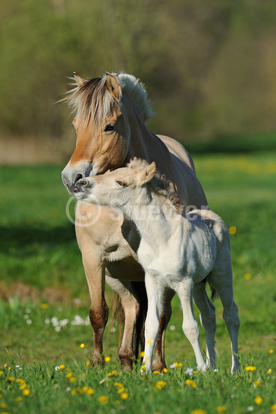 Sabine Stuewer Tierfoto -  ID551226 keywords for this image: portrait format, pony, friendship, spring, flowers, standing, nuzzling, smelling, pair, dun horse, mare with foal, Nowegian Horse, Horses