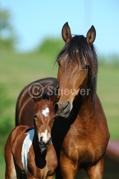 Sabine Stuewer Tierfoto -  ID662430 keywords for this image: portrait, summer, standing, nuzzling, smelling, pair, mare with foal, Mangalarga Marchadores, Horses, gaited horses, portrait format