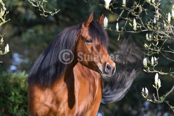 Sabine Stuewer Tierfoto -  ID735085 keywords for this image: horizontal, thoroughbred, portrait, spring, blossom, single, bay, mare, Purebred Arabian, Horses