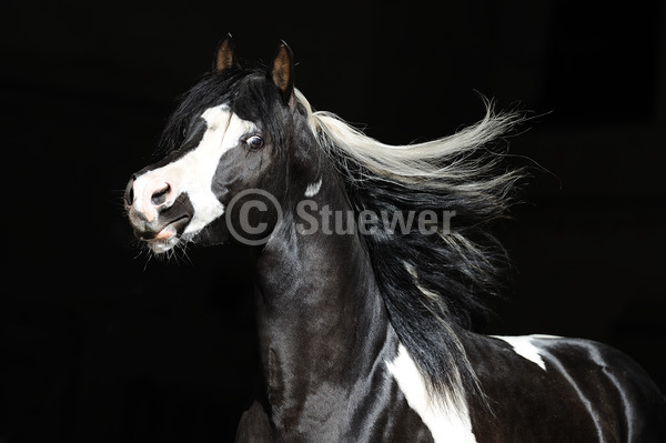 Sabine Stuewer Tierfoto -  ID130985 Stichwörter zum Bild: Querformat, Portrait, dunkler Hintergrund, einzeln, Schecke, Hengst, Pinto-Araber, Pferde