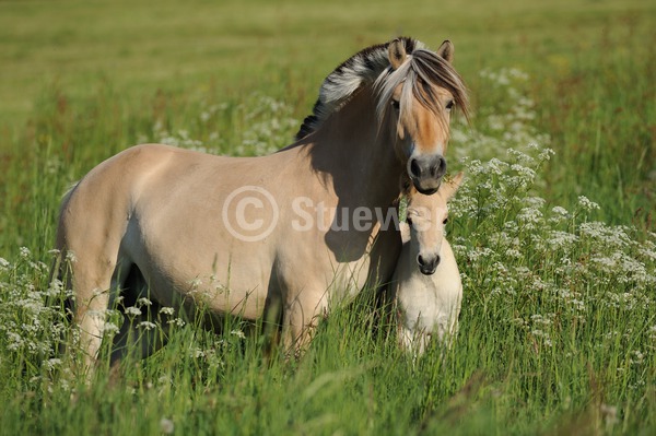Sabine Stuewer Tierfoto -  ID225431 Stichwörter zum Bild: Querformat, Pony, Frühjahr, Blumen, stehen, Stute mit Fohlen, Norweger, Pferde