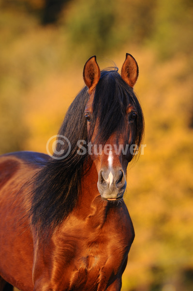 Sabine Stuewer Tierfoto -  ID236876 Stichwörter zum Bild: Andalusier, Pferde, Hengst, Brauner, einzeln, Herbst, Portrait, Barockpferde, Hochformat
