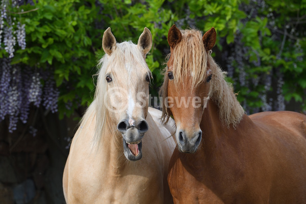 Sabine Stuewer Tierfoto -  ID309615 Stichwörter zum Bild: Querformat, Humor, Portrait, Frühjahr, Mauer, Blüten, gähnen, Paar, Stute, Curly Horse, Pferde