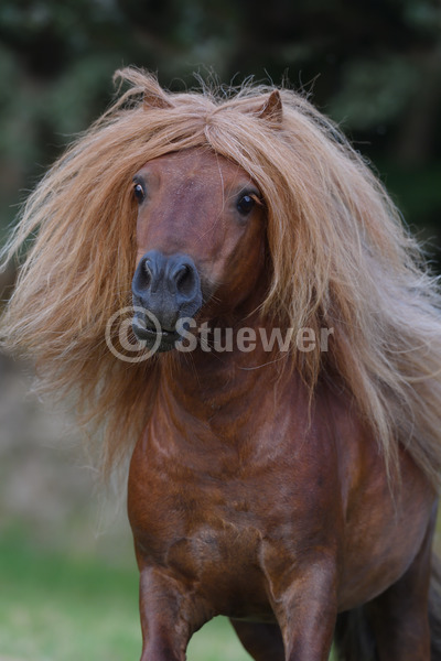 Sabine Stuewer Tierfoto -  ID315524 Stichwörter zum Bild: lange Mähne, Hochformat, Pony, Bewegung, Portrait, Sommer, einzeln, Fuchs, Hengst, Mini-Shetlandpony, Pferde