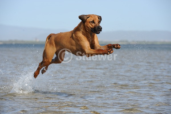 Sabine Stuewer Tierfoto -  ID382585 Stichwörter zum Bild: Querformat, springen, rennen, Sommer, Wasser, einzeln, rotbraun, Hündin, Rhodesian Ridgeback, Hunde