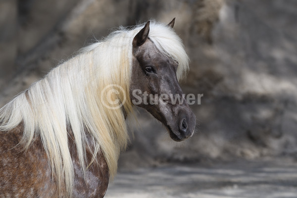 Sabine Stuewer Tierfoto -  ID430047 Stichwörter zum Bild: lange Mähne, Querformat, Gangpferde, Portrait, Sand, einzeln, Windfarbe, Stute, Isländer, Pferde