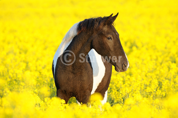 Sabine Stuewer Tierfoto -  ID466817 Stichwörter zum Bild: Querformat, Portrait, Frühjahr, Blumen, einzeln, Schecke, Jährling, Curly Horse, Pferde