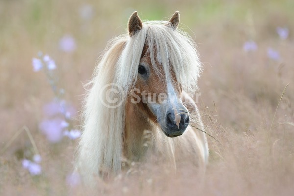 Sabine Stuewer Tierfoto -  ID510777 Stichwörter zum Bild: Pony, Portrait, Sommer, einzeln, Fuchs, Stute, Mini-Shetlandpony, Pferde, Querformat, lange Mähne
