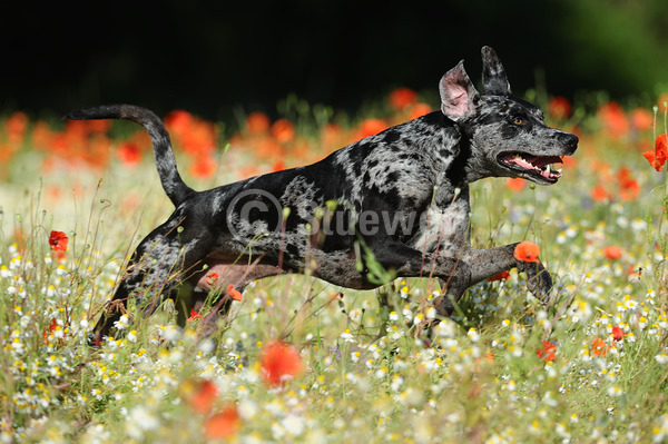 Sabine Stuewer Tierfoto -  ID520791 Stichwörter zum Bild: Querformat, rennen, Sonne, Blumen, einzeln, blue merle, Rüde, Catahoula Leopard Dog, Hunde