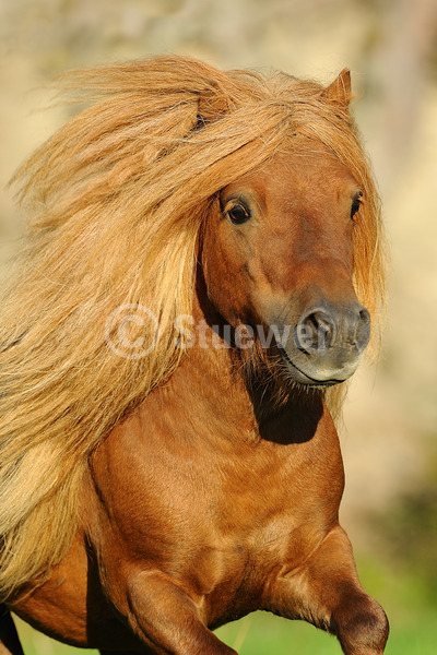 Sabine Stuewer Tierfoto -  ID530133 Stichwörter zum Bild: lange Mähne, Hochformat, Pony, Bewegung, Portrait, Sommer, einzeln, Fuchs, Hengst, Mini-Shetlandpony, Pferde