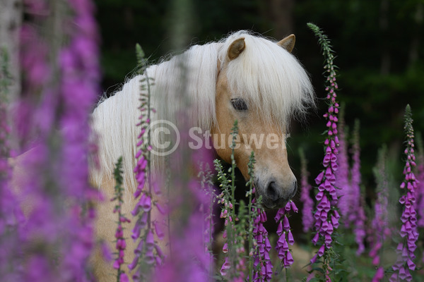 Sabine Stuewer Tierfoto - Pferdefoto Portraits