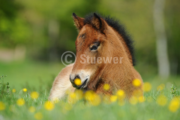 Sabine Stuewer Tierfoto -  ID583741 Stichwörter zum Bild: Querformat, Pony, Frühjahr, Blumen, liegen, einzeln, Brauner, Fohlen, Isländer, Pferde