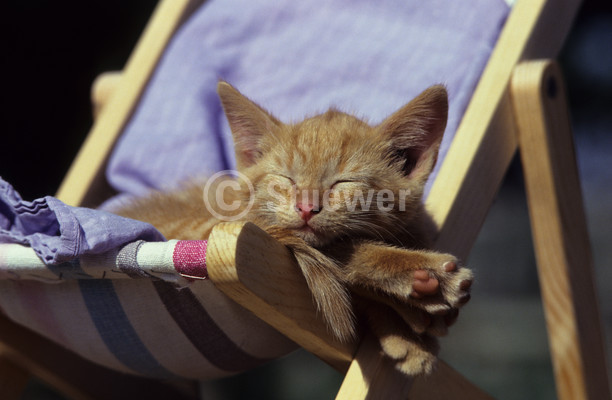 Sabine Stuewer Tierfoto -  ID729689 Stichwörter zum Bild: Katzen, Europäisch Kurzhaar, Jungtier, einzeln, rot, rot getigert, Liegestuhl, Sonne, liegen, schlafen, Querformat