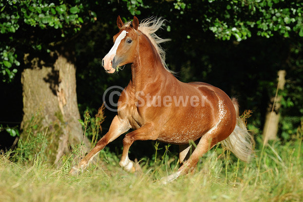 Sabine Stuewer Tierfoto -  ID762776 Stichwörter zum Bild: Pony, Bewegung, Sommer, Galopp, einzeln, Fuchs, Stute, Welsh Cob, Pferde, Querformat
