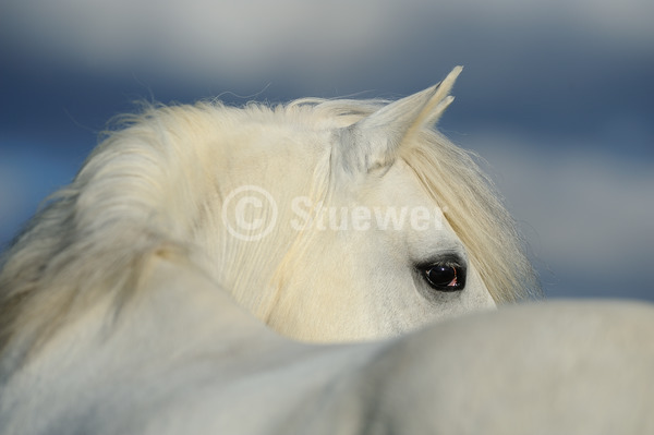 Sabine Stuewer Tierfoto -  ID768268 Stichwörter zum Bild: Querformat, Barockpferde, Portrait, Wolken, Himmel, Ohr, Auge, einzeln, Schimmel, Wallach, Lusitano, Pferde