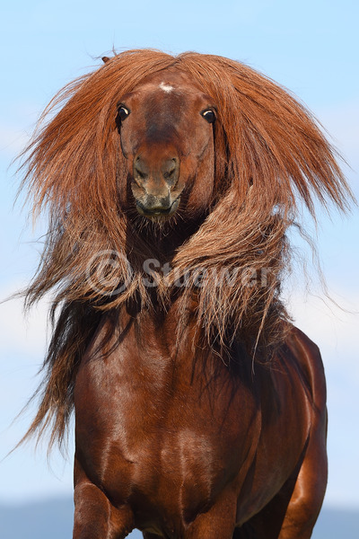 Sabine Stuewer Tierfoto -  ID875465 keywords for this image: portrait format, humour, gaited horses, movement, portrait, summer, sky, single, liver chestnut, sorrel chestnut, stallion, Icelandic Horse, Horses, long mane