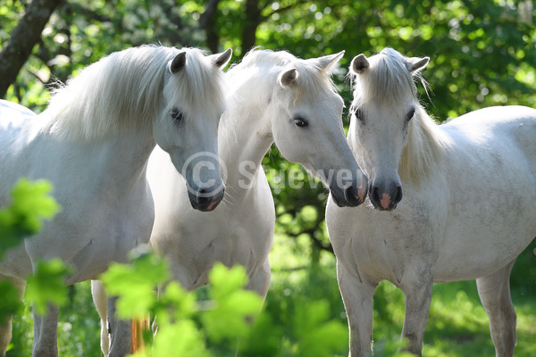 Sabine Stuewer Tierfoto -  ID937383 Stichwörter zum Bild: Querformat, Pony, Freundschaft, Portrait, Gegenlicht, beschnuppern, Gruppe, Schimmel, Stute, Connemara, Pferde